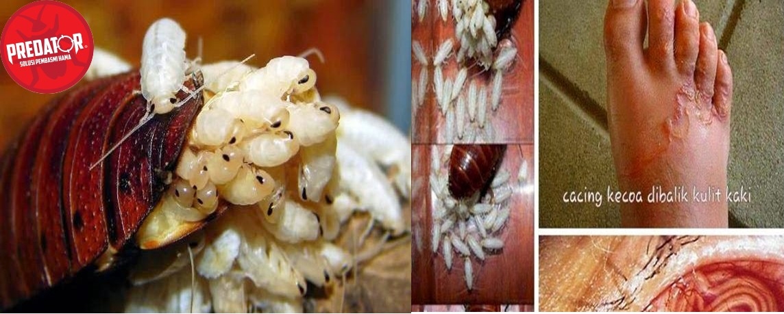 mengatasi jasa rayap hama bahaya predator kecoa hama predator