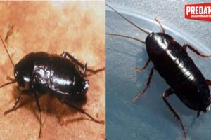 ORIENTAL COCKROACH