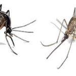 Nyamuk Anopheles yang Berbahaya untuk Manusia