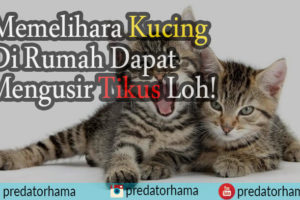4 Cara Membasmi Tikus di rumah 100% Ampuh.
