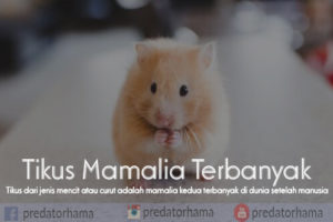 Jasa basmi tikus bogor Call 0813-1022-2548