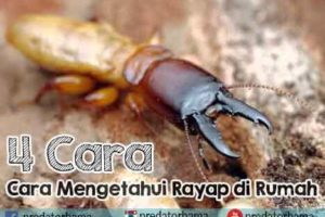 4 Cara Mengetahuinya Adanya Rayap di Rumah