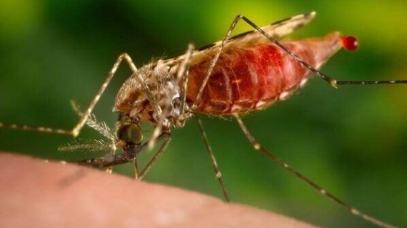 Nyamuk Demam Berdarah Sangat Berbahaya