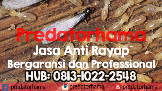 Anti Rayap Profesional I Predatorhama I Hub : 0813-1022-2548