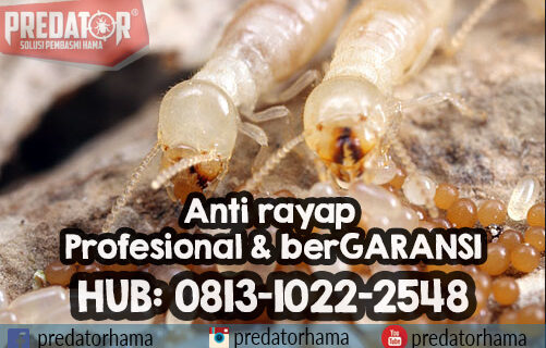 Anti Rayap Jakarta BaratI Predatorhama I Hub:0813-1022-2548