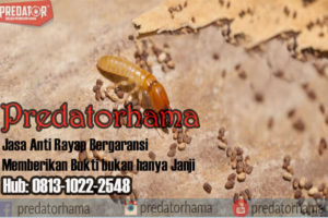 Jasa Anti rayap Kayu I Hub: 0813-1022-2548
