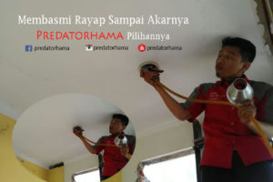 Jasa Tukang Basmi Rayap Jakarta
